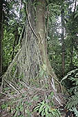 Erika Lodge and the jungle in the Manu reserve